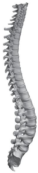 Spine